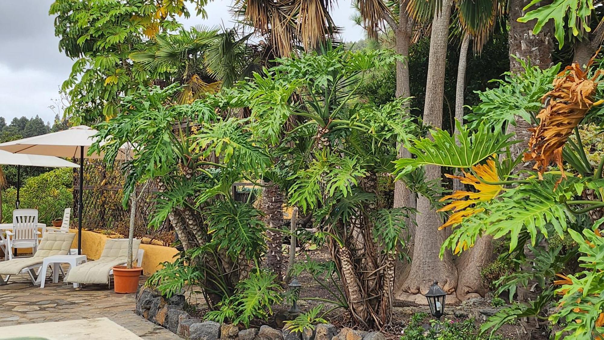 Oasis Hill Botanical Garden Villa อิคอดเดลอสวินอส ภายนอก รูปภาพ