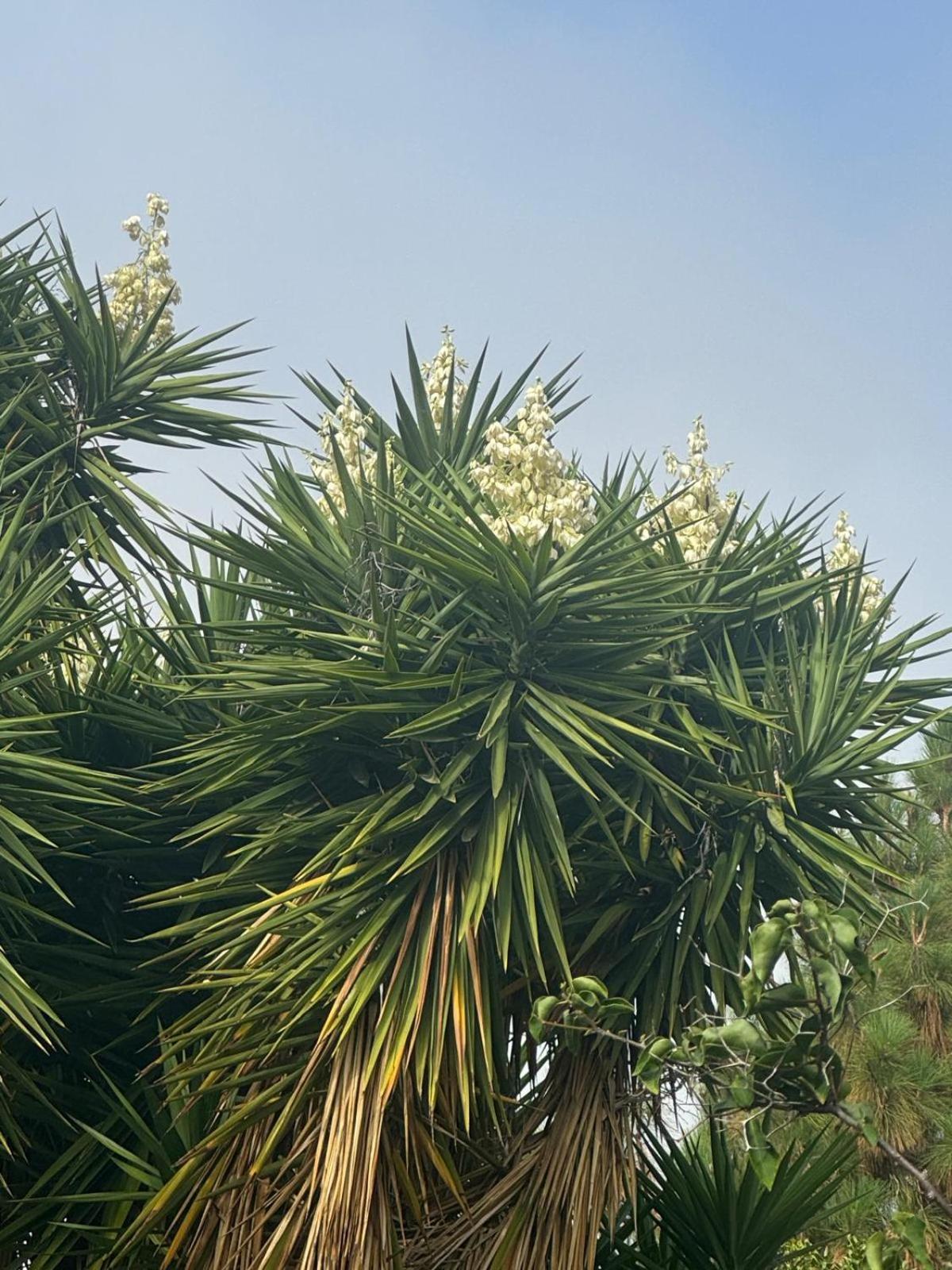 Oasis Hill Botanical Garden Villa อิคอดเดลอสวินอส ภายนอก รูปภาพ
